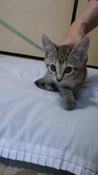 生まれて2カ月の3きょうだいです。 サムネイル2