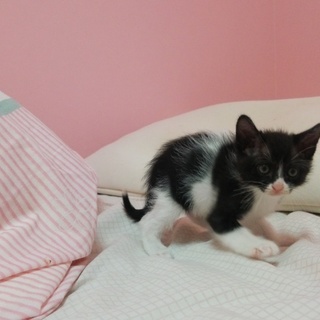 人懐っこい甘えん坊な子猫