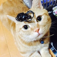 ノエル