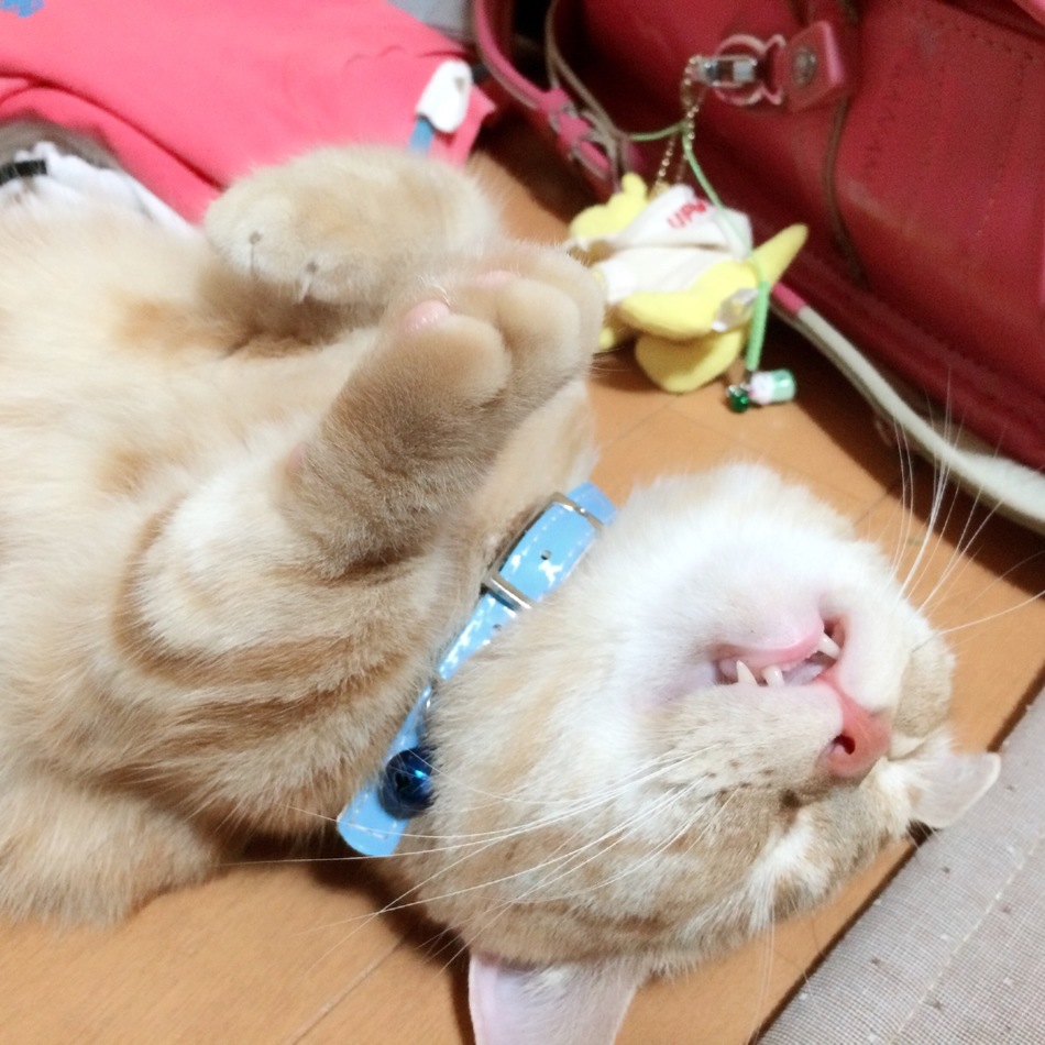 ノエルのカバー写真