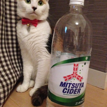 H27/10/13 三ツ矢サイダーのポスター撮りの練習中なの。絶対アイドルになるんだから！