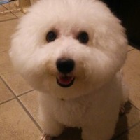 ビションフリーゼ なん