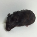 決まりました！黒のカラーハムスター
