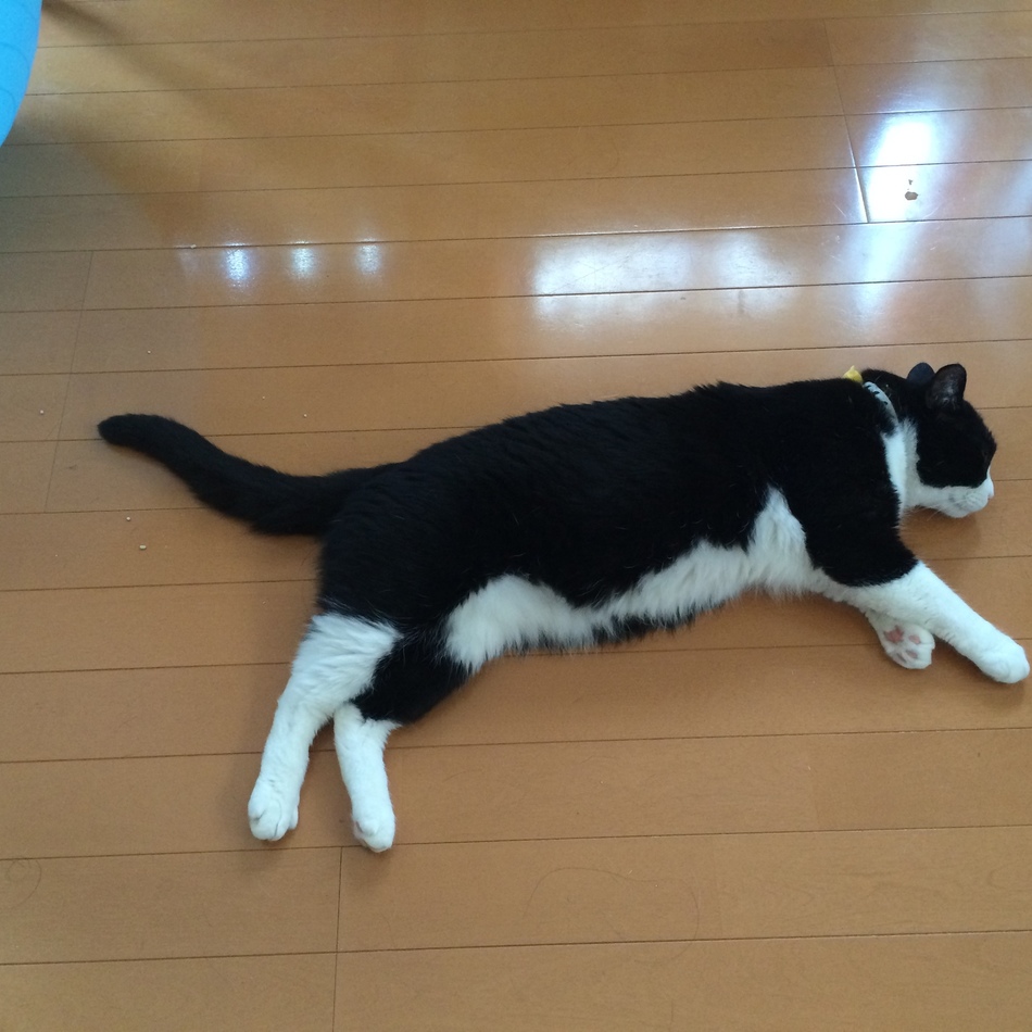 にゃんたくんのカバー写真