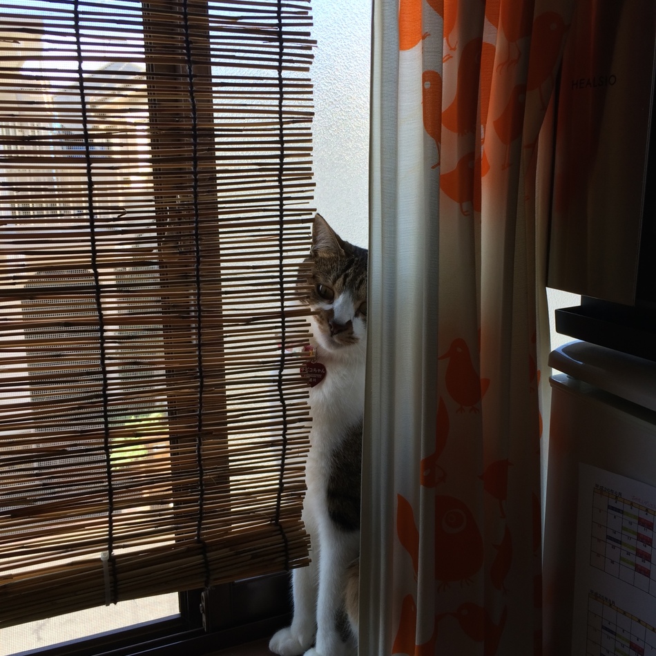 チビコちゃんのカバー写真