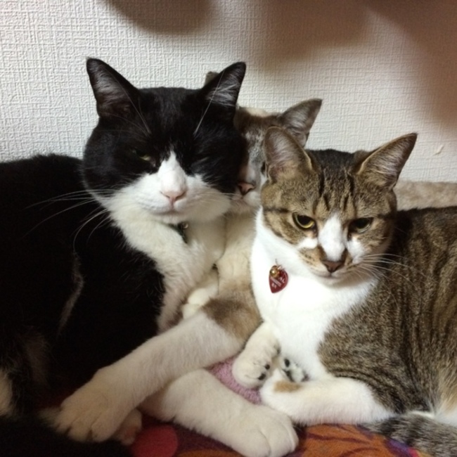 カッパちゃんのカバー写真