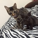 真っ黒な黒猫ちゃん