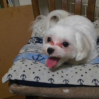 マルチーズのももちゃん
