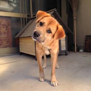 ラブミックス1歳の優しい男の子　里親募集中です！