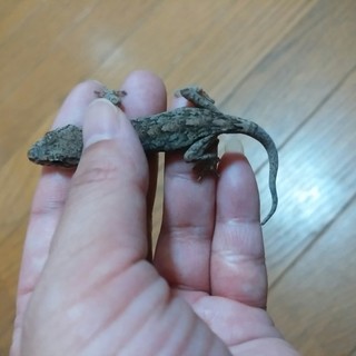ニホンヤモリの里親さん