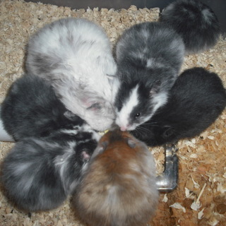 良い里親様に巡り合えました(^_-)-☆