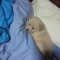 【至急20日まで】生後一ヶ月の仔犬