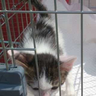 かわいい子猫ちゃん