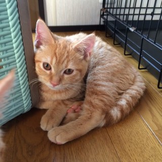 決定☆『むぅん』まん丸お顔にお目めが可愛い子