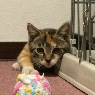決定☆『ムギ』一風変わった三毛猫（麦色）、元気です