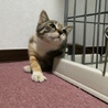 決定☆『ムギ』一風変わった三毛猫（麦色）、元気です サムネイル2