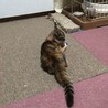 決定☆『ムギ』一風変わった三毛猫（麦色）、元気です サムネイル4