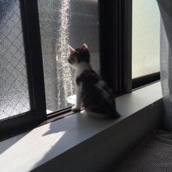 単身者、里親になる13日目