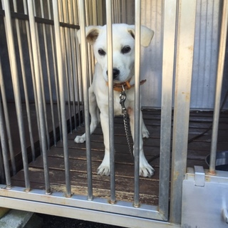 素敵な里親様に巡り合えました