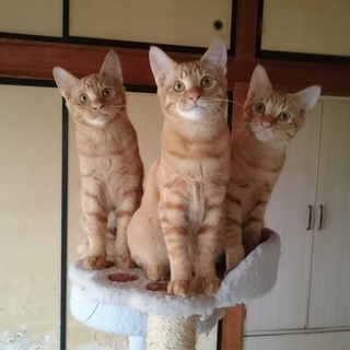 茶トラ里親さん募集です