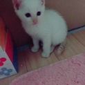 まだまだ甘えたな仔猫(*´°`*)