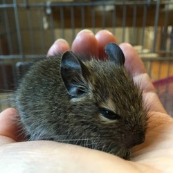 デグーちゃん仲間入り♪