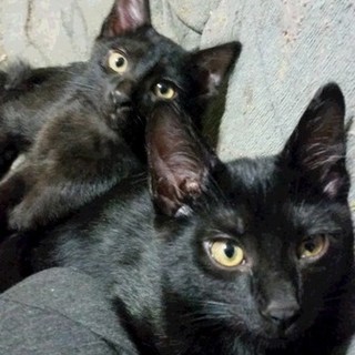 黒猫　ジジに似たオス生後5ヶ月3匹