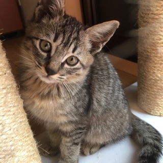 愛嬌のあるトラ男の子