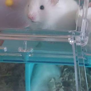 ロングハムスターの♂