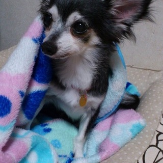 チワワの『すみれちゃん』