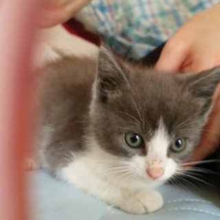 グレーとホワイト、高貴そうなネコちゃん
