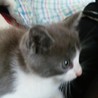 グレーとホワイト、高貴そうなネコちゃん サムネイル3