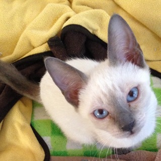 うっすらシャム柄・青い目の男の子♪