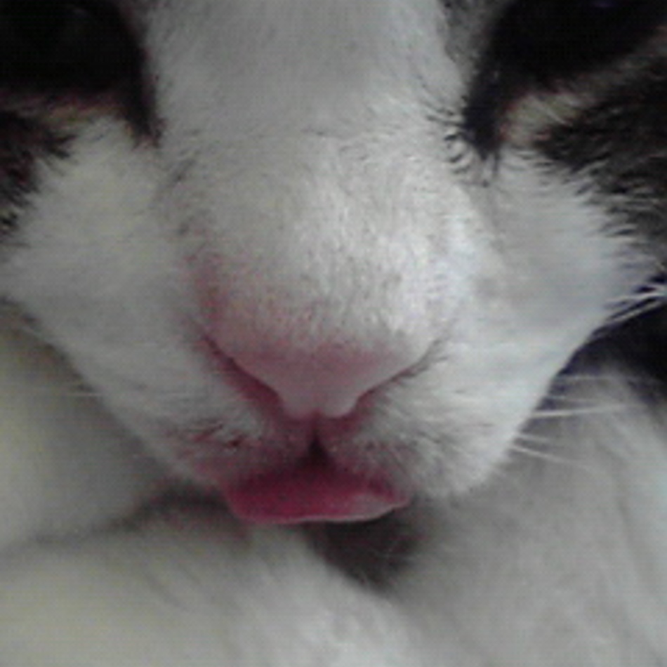 あおのカバー写真