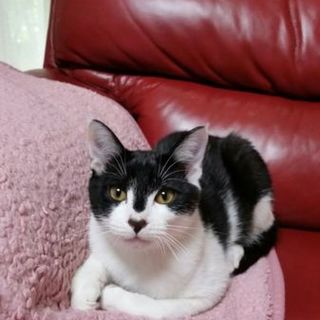 白黒がオス　人馴れしてます。兄弟がいます。