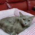 グレー長毛　メス　人馴れしてます。兄弟がいます。