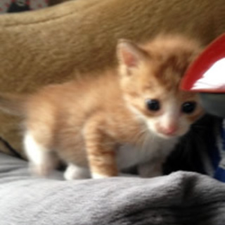 ハモンくん　生後２～３週間　元気いっぱいの男の子