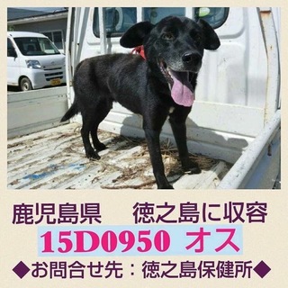 …家族に迎えていただけませんか…黒オス