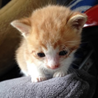 チーズ　　生後２～３週間くらいの子猫４匹