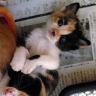 チョコ　生後２～３週間くらいの女の子