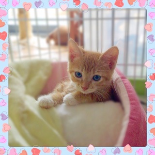 茶白男の子　先住猫、犬がいるお宅も大丈夫です。