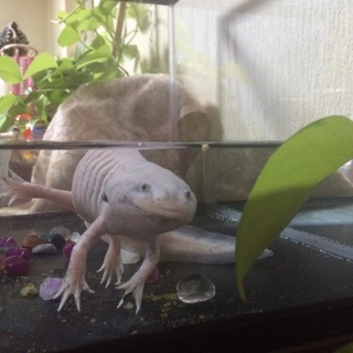 ウーパールーパーの里親募集しています☆