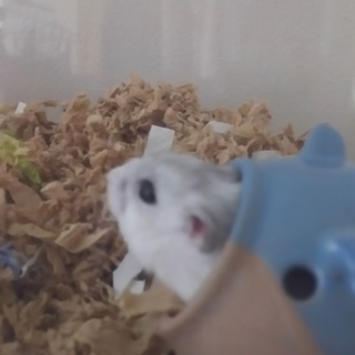 パールポワイト雄　大人しい良い子です。