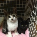 2匹の兄弟子猫の里親探してます！