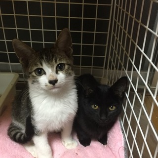 2匹の兄弟子猫の里親探してます！