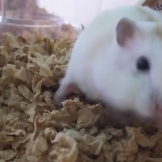 ジャンガリアン　プディング　女の子です