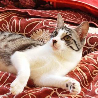 生後半年、３本足のすりごろ男の子！