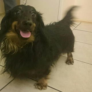 アイドル顔ダックス男の子里親さま募集！