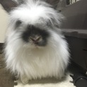 アンゴラウサギの里親さん募集します