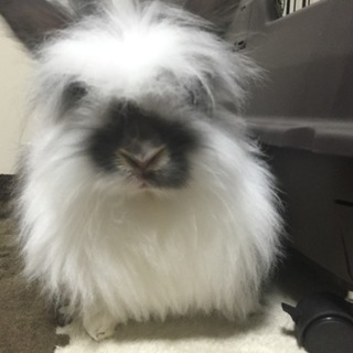 アンゴラウサギの里親さん募集します